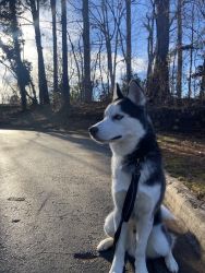 1 year old male husky