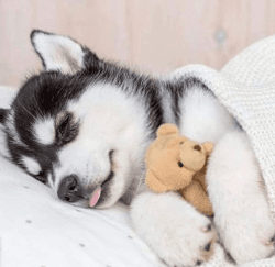 Siberian husky puppies for sale Text US At. xxx-xxx-xxxx