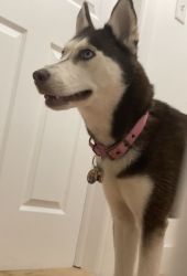 Husky 1 Year. Has Everything except not neutered.