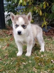 CUTE AND ADORABLE SIBERIAN HUSKY PUPPIES FOR SALE