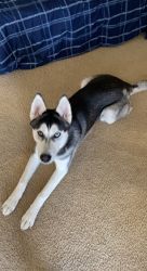 6 m/o Siberian husky puppy Horsham PA! Fully vaccinated and dewormed!