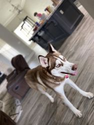 Husky 1 year old male