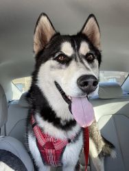 Rehoming husky for free message for details.