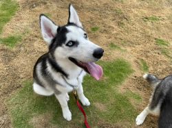 Two Husky Puppy's for Sale Male/Female - Pune