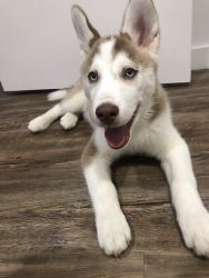 Denver, 7-month-old Siberian Husky ($700)