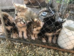 9 Huskies for sale/ 2months old by
