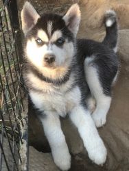 Siberian Husky Puppies - Male and Female For Sale