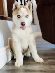 Siberian/Alaskan Puppy
