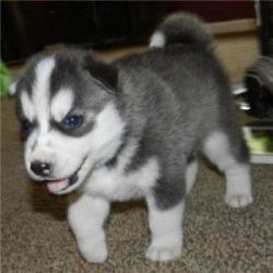 male and female siberian husky puppies for sale