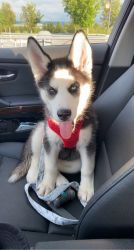 Beautiful Husky Pup needs a loving forever home!