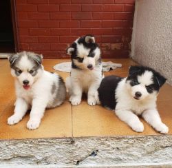 Siberian Husky Pups Available