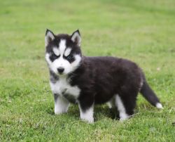 Adventurous Siberian Husky pups for sale