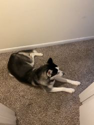 Free 7th month old husky, my apartment complex doesn’t allow the breed