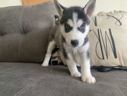 Husky puppy in Pacific North West