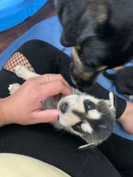 6 MIXED husky pups for sale