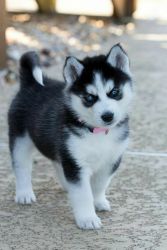 Two Teacup Husky Puppies For Sale