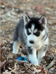 Siberian husky Puppies 10 weeks old Ready to go new home