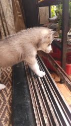 Siberian husky for sale 36 days