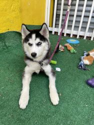 10 month year old Siberian Husky for Sale
