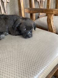 Small terrier puppy