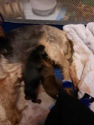 To silky terrier puppies for sale Born November 7th at 7:30 AM