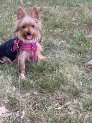 2 year old silky terrier for sale