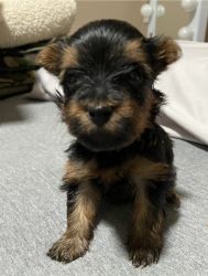 Silky Terriers for sale
