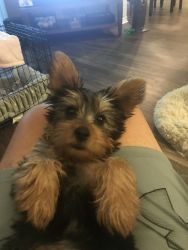 Pure breed Silky Terrier(AKC registered)