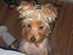 Female 5 month old silky terrier