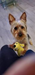 6 yr. old Silky Terrier for sale