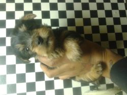 silky terrier puppies for sale