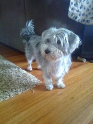 Silky Terrier looking for good homes