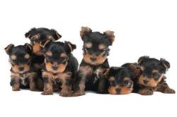 Very Cute Silky Terrier Litter Of 7 Pupps For Sale