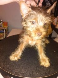 Lovely Male & Female Chocolate Silky Terrier