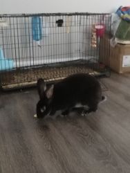 Black bunny for sell