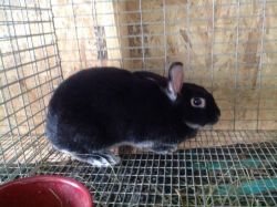 rabbit for sale in Bridgeport ct