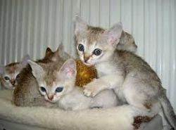 Beautiful Singapura Kittens Available