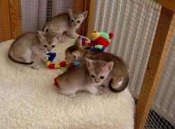 Singapura Kittens Available