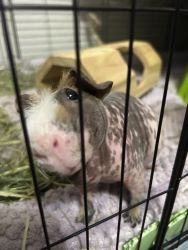 Lovable Guinea pig just can’t care for her anymore
