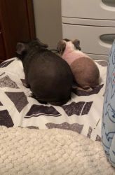 Two bonded skinny pigs