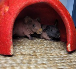 Skinny Pigs for Sale