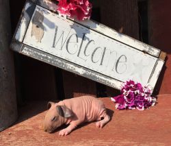 Forsale baby skinnypigs and skinny gene carriers