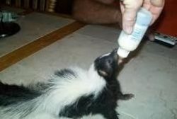 Skunk Males and Females for sale