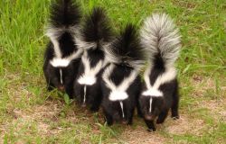 Skunks for sale to good homes