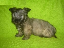 Skye Terrier Dogs and Puppies for sale