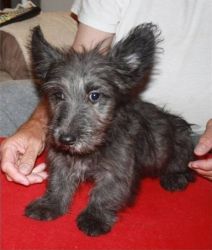 Akc Champion Lined Skye Terrier puppies