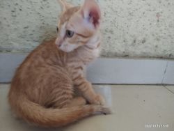 Adoption of 2 kittens in urgent For free