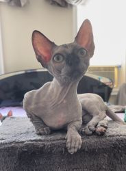 Bambino female cat for sale