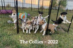 Collie Puppies for Sale