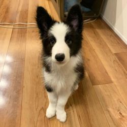 ENCHANTING BORDER COLLIE PUPPIES READILY AVAILABLE
